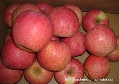 嘎啦苹果供应信息 惠民县龙诚果蔬加工有限责任公司