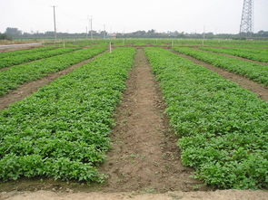 潼南县农产品质量安全追溯信息系统 守护从田间到舌尖的安全之路